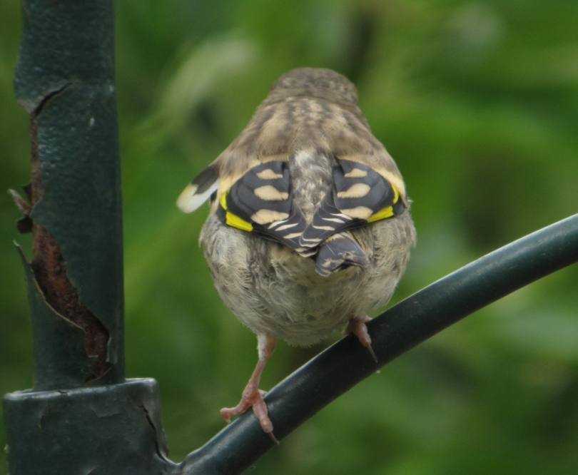 Juvenile Goldfinch, by Simon Gillings