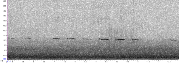 Common Scoter long flat whistles 0121 30/08/2018 Cambridge (Simon Gillings)