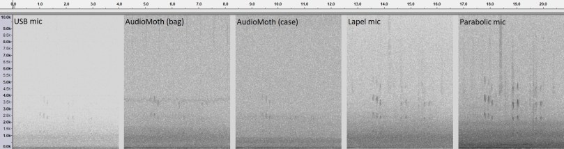 Moorhen comparison 2