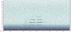 Coot typical call variant