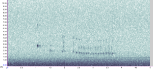 Little Grebe flight trill
