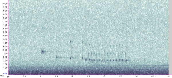 Little Grebe flight trill