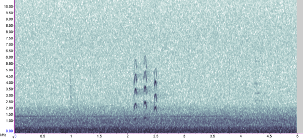 Moorhen single kek-kek-kek