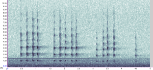 Moorhen kek sequence