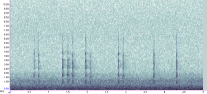 Moorhen kik sequence