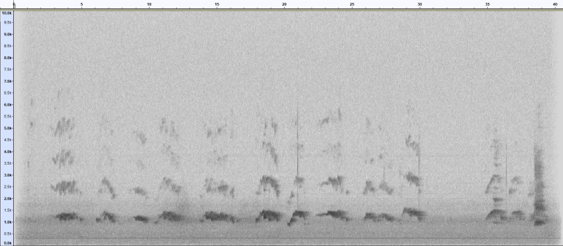Spectrogram of Fox Vulpes vulpes