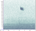 Redwing kuk note followed by tseep note