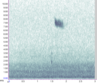 Redwing kuk note followed by tseep note