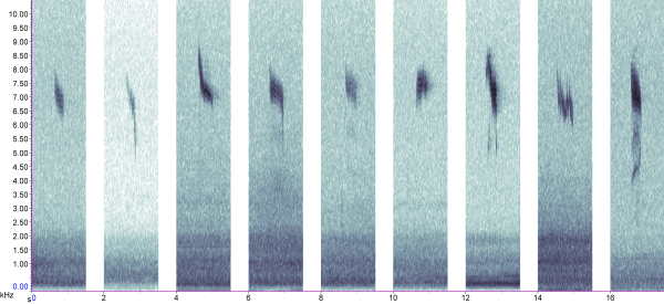 Variation in Redwing Turdus iliacus calls (Simon Gillings)